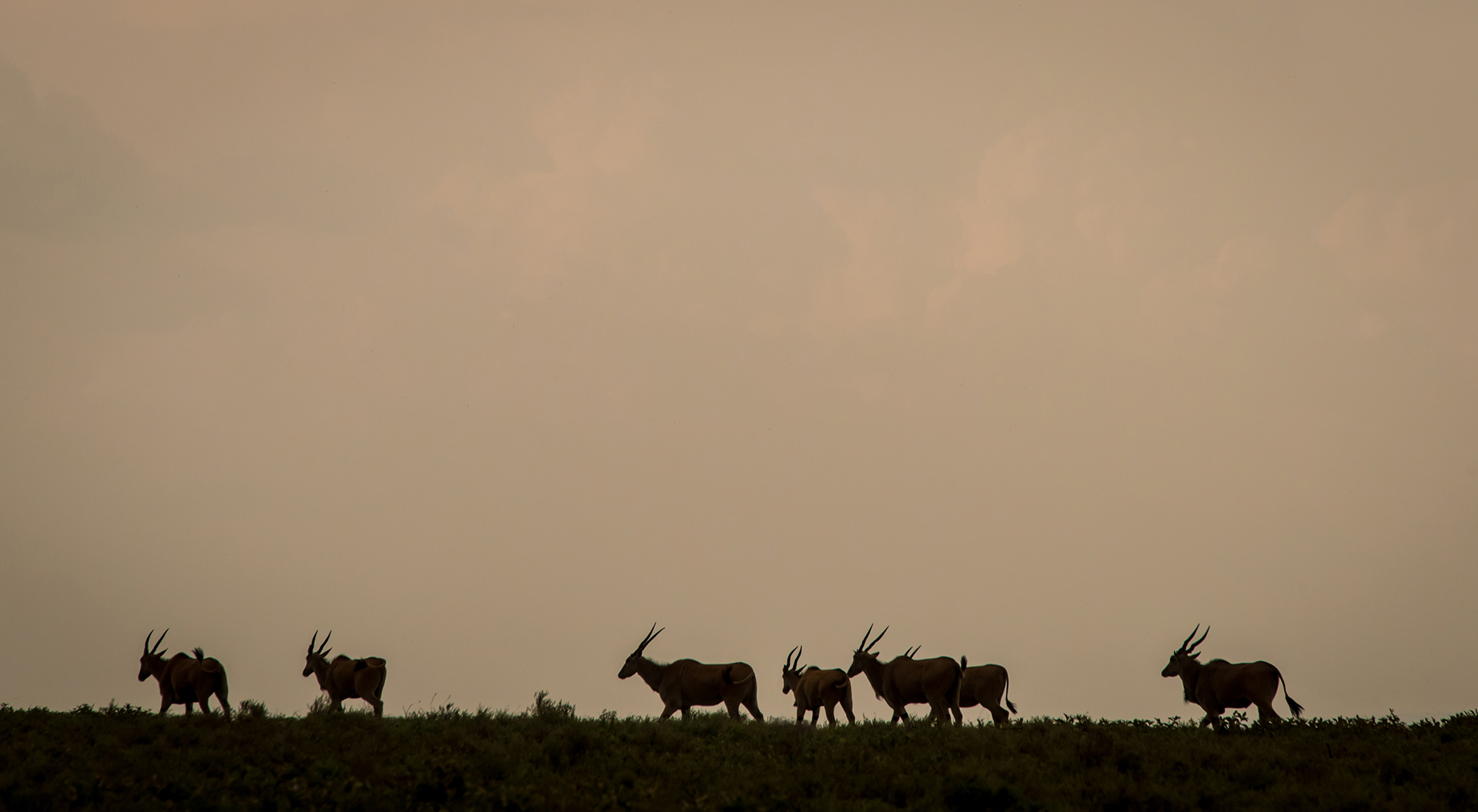 Under the Acacia: Tales from the Wild