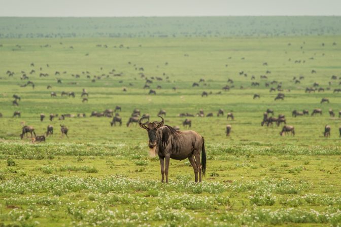 Whispers of the Plains: The Great Migration Begins
