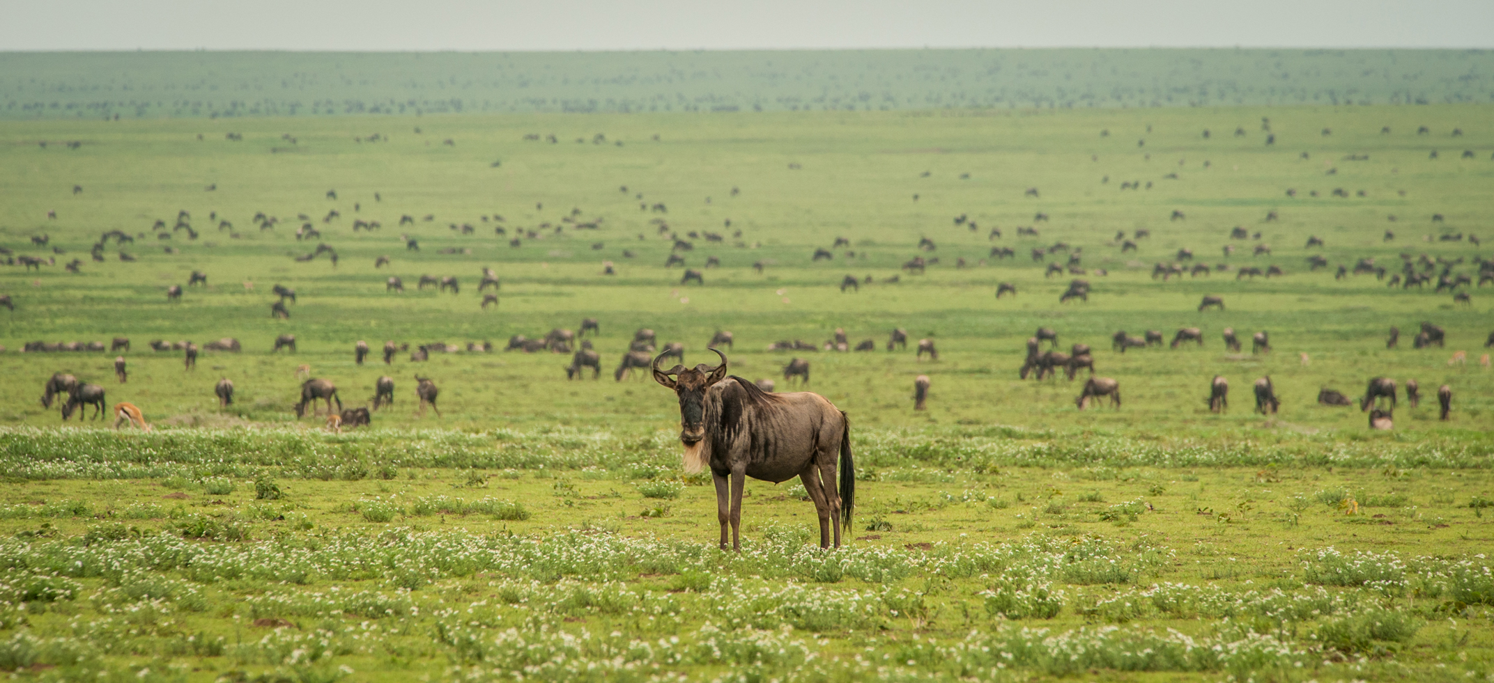 Whispers of the Plains: The Great Migration Begins